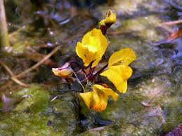 Attēlu rezultāti vaicājumam “Utricularia vulgaris flower”