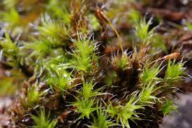 Attēlu rezultāti vaicājumam “Racomitrium heterostichum”