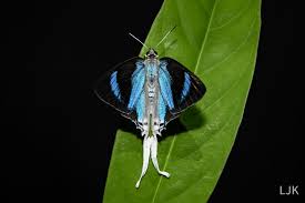 Attēlu rezultāti vaicājumam “Theclinae”