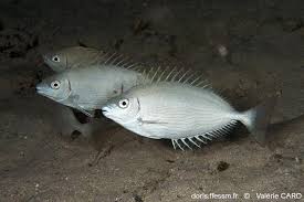 Image result for Siganus rivulatus