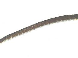 Attēlu rezultāti vaicājumam “Thera variata”