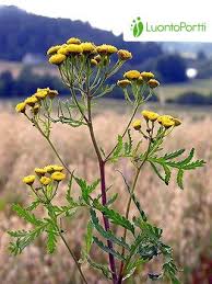 Image result for Tanacetum vulgare