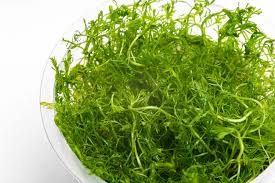 Attēlu rezultāti vaicājumam “Hottonia palustris leaf”