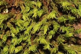 Attēlu rezultāti vaicājumam “Orthotrichum affine var. affine sporophyte”