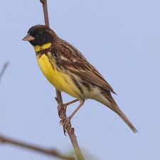 Image result for Emberiza aureola