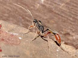 Attēlu rezultāti vaicājumam “Ichneumonidae”