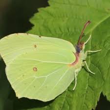 Attēlu rezultāti vaicājumam “Gonepteryx rhamni upperside”