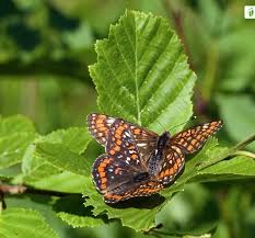 Attēlu rezultāti vaicājumam “Euphydryas maturna upperside”