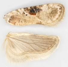Attēlu rezultāti vaicājumam “Agonopterix alstromeriana”