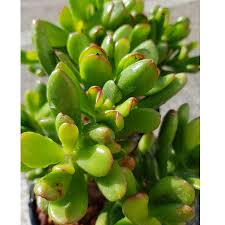 Image result for Crassula hobbit
