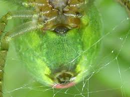 Attēlu rezultāti vaicājumam “Araniella”