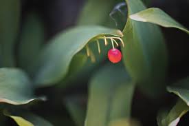 Attēlu rezultāti vaicājumam “Convallaria majalis fruit”