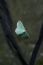 Attēlu rezultāti vaicājumam “Chlorissa viridata”