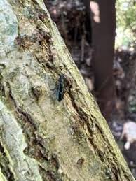 Attēlu rezultāti vaicājumam “Dasytes caeruleus”