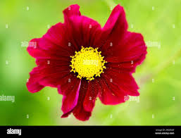 Image result for Devizes Dazzlers