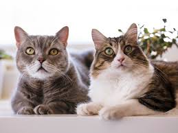 Image result for cat man