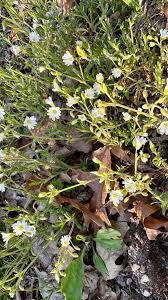 Attēlu rezultāti vaicājumam “Cerastium arvense”