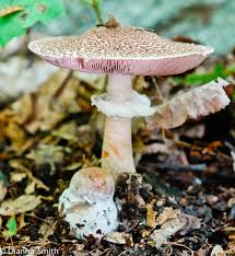 Attēlu rezultāti vaicājumam “Lycogala asperum macro”