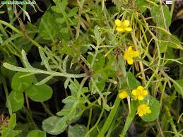 Attēlu rezultāti vaicājumam “Rorippa sylvestris”