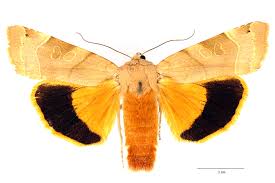 Attēlu rezultāti vaicājumam “Noctua fimbriata larva”