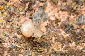 Attēlu rezultāti vaicājumam “Paidiscura pallens”