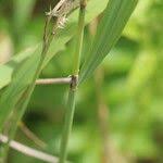 Attēlu rezultāti vaicājumam “Calamagrostis purpurea fruit”