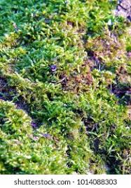 Attēlu rezultāti vaicājumam “Eurhynchium striatum”