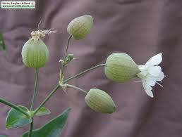 Attēlu rezultāti vaicājumam “Silene vulgaris bud”