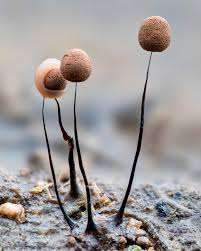 Attēlu rezultāti vaicājumam “Physarum braunianum young”