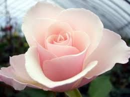 「花薔薇エルフ」の画像検索結果