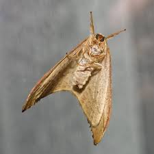 Attēlu rezultāti vaicājumam “Falcaria lacertinaria”