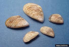 Attēlu rezultāti vaicājumam “Dreissena polymorpha”