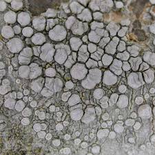 Attēlu rezultāti vaicājumam “Lecanora carpinea”