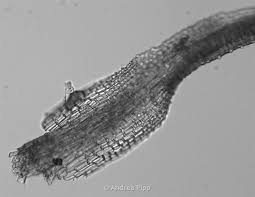 Attēlu rezultāti vaicājumam “Eucladium verticillatum”