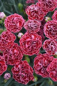 Image result for Dianthus