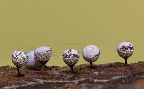 Attēlu rezultāti vaicājumam “Craterium leucocephalum”