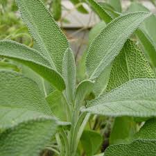 Attēlu rezultāti vaicājumam “Salvia officinalis leaf”