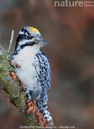 Attēlu rezultāti vaicājumam “Picoides tridactylus”