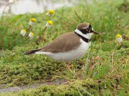 Attēlu rezultāti vaicājumam “Charadrius dubius”