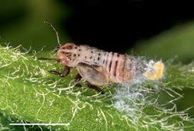 Attēlu rezultāti vaicājumam “Trioza dispar nymph”