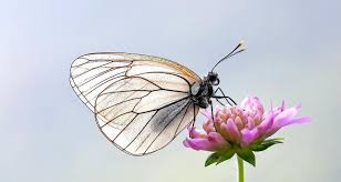 Attēlu rezultāti vaicājumam “Carterocephalus silvicolus underside”