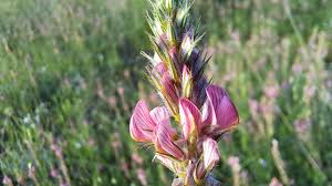Attēlu rezultāti vaicājumam “Onobrychis arenaria leaf”