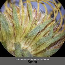 Attēlu rezultāti vaicājumam “Inula britannica bud”