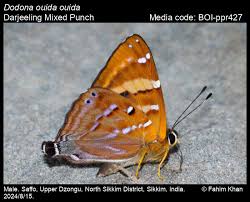 Attēlu rezultāti vaicājumam “Riodinidae”