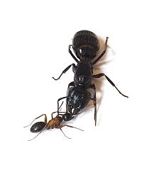 Attēlu rezultāti vaicājumam “Camponotus herculeanus”