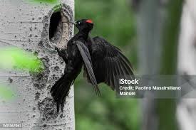 Attēlu rezultāti vaicājumam “Dryocopus martius nest”