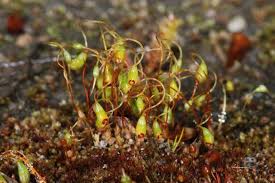 Attēlu rezultāti vaicājumam “Funaria hygrometrica”