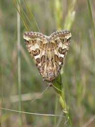 Attēlu rezultāti vaicājumam “Protoschinia scutosa”