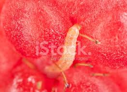 Attēlu rezultāti vaicājumam “Byturus tomentosus”