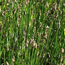 Attēlu rezultāti vaicājumam “Eleocharis uniglumis fruit”